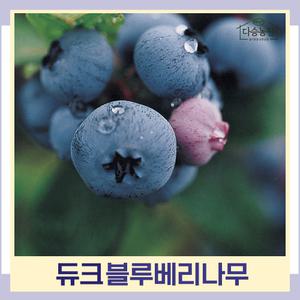 블루베리(듀크) 4년생 결실주 나무 묘목 (1주) 다승농원