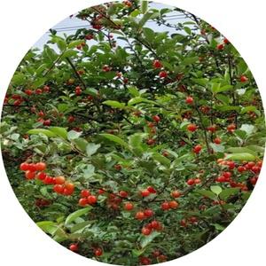 보리수나무/왕보리수/ cherry eleaegmus gumi /큰나무 r3/ 묘목 /과일나무 /유실수