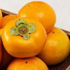 [유토피아]감나무 (단감) 접목묘목 1주 유실수 묘목 과실수