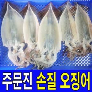 주문진 손질된 생물 오징어 10마리 생오징어 당일조업