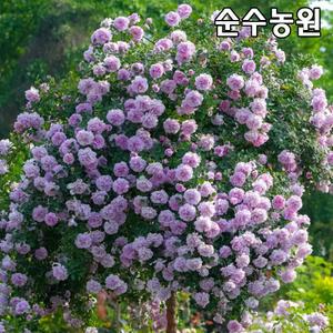 장미특선 땅장미 묘목, 레이니블루 삽목15cm 사각화분 1개/꽃나무