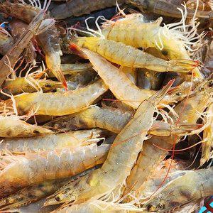 실속 국내산 활 흰다리새우 1kg