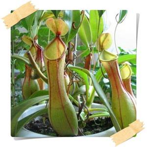 네펜데스/Nepenthes/통벌레잡이/식충/벌레잡이/학습식물/대형