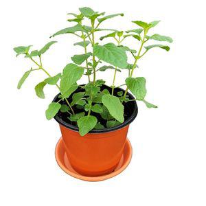 체리세이지 허브 키우기 화분 꽃