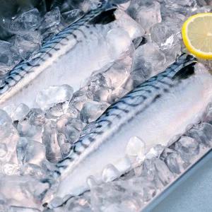 고본 품질좋은 노르웨이 고등어 필렛 손질 고등어 살 1kg  특대 대 중 