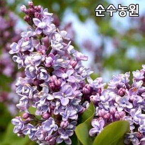 신품종 유럽라일락 묘목(미첼 부흐너/미첼 부챠)  3년생 화분묘 1개/불가리스 라일락/꽃나무