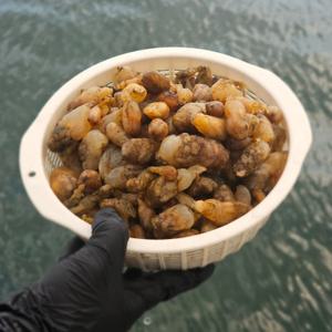 국내산 제철 생물 미더덕 오만둥이 해산물 1kg