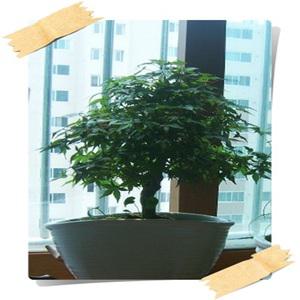 단풍나무분재/Acer palmatum/고급분재/취미/인사이동/승진/플랜테리어