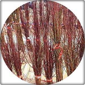 개복숭아나무/산복숭아/prunus persica/묘목/실생2년3주/접목묘/유실수/과일나무/약용수/과실청
