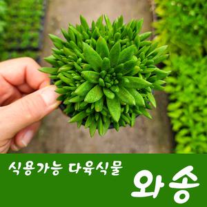 소울라인 다육식물 와송 식용가능 면역플랜트 와송