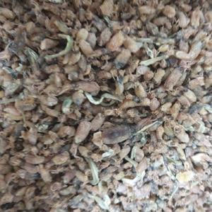 웰빙미래 꼴뚜기소 500g 한봉 마른꼴뚜기 건꼴뚜기 술안주 ,조림반찬 