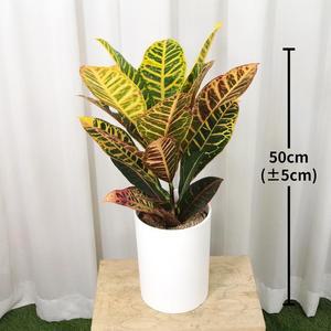 크로톤 50cm 679721 코스트코 마켓송지
