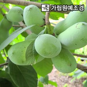포포나무 묘목 5치장포트 유실수 가림원예조경