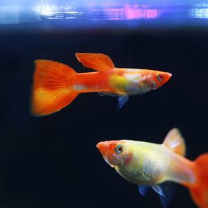아쿠아마켓 루돌프 구피 1쌍 / 수족관 열대어 관상어