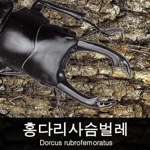 홍다리사슴벌레 키우기 / 홍다리사슴벌레 수컷 24~29mm