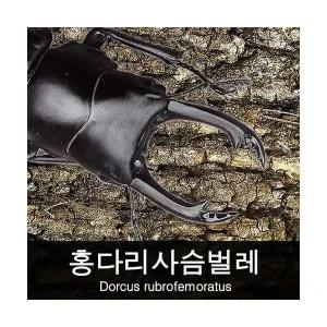 홍다리사슴벌레 키우기 / 홍다리사슴벌레 수컷 35~39mm
