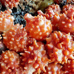 [통영 바다드림]통영  활 멍게 1kg (5-12미 내외) / 당일조업 산지직송