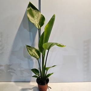 식물공장 키가 진짜 큰 여인초 소품 극락조 50-70cm 59