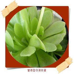 벌레잡이제비꽃/ butter wort/식충식물/에셀리아나/모라넨시스/학습식물