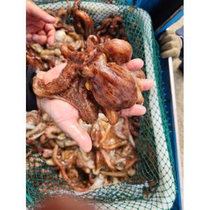 통영 자연산 돌문어 1kg 1-3미