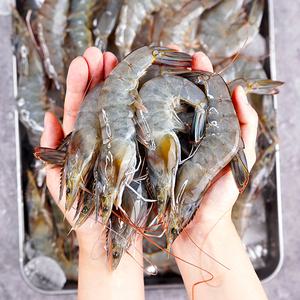올해 첫 출하 제철 신안 흰다리새우 1kg