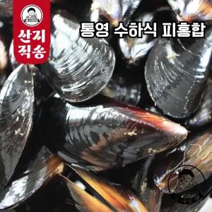 당일작업! 통영 수하식 생물 피홍합 5kg