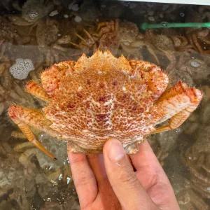 싱싱햇 북해도 생물 털게 자숙 활털게 1kg
