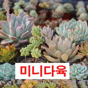 미니다육 다육이 화분 다육 선인장 토분 바위솔 라올 메비나 까르솔 스칼렛 옵투사 노마 주얼리바위솔