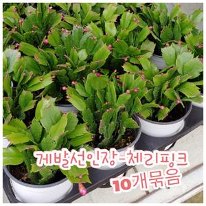 게발선인장(체리핑크)-10개묶음/겨울에 꽃을 피우기에 크리스마스선인장
