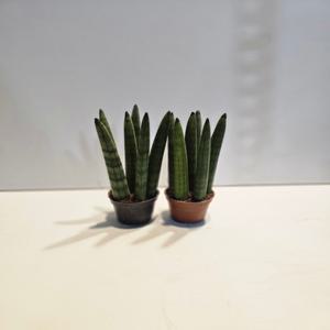 식물공장 원플원 2개발송 스투키 소품 15-25cm 99