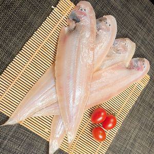 쫄깃쫄깃 반건조 박대 중 5미 (28cm 이하)