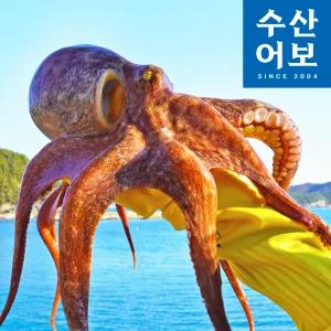 당일조업 통영 자연산 활 돌문어 1kg (1마리)