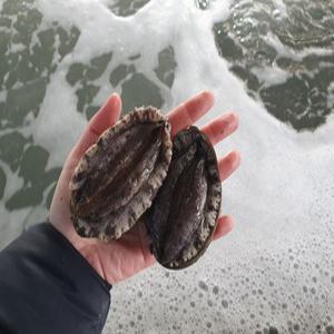 태양수산 대전복 10~12미 1kg/손질칼