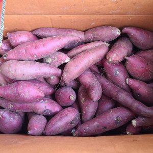 꿀밤고구마 못난이 1kg