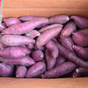 꿀밤고구마 못난이 2kg