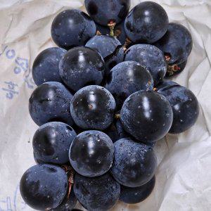 캠벨 포도 1kg