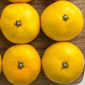 제주 감귤 주스용 5kg