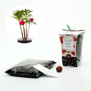 투명화분 미니 키우기 봉선화 식물관찰 풀세트