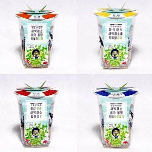 무순 재배 유채 브로콜리 일러스트화분 밀싹 세트