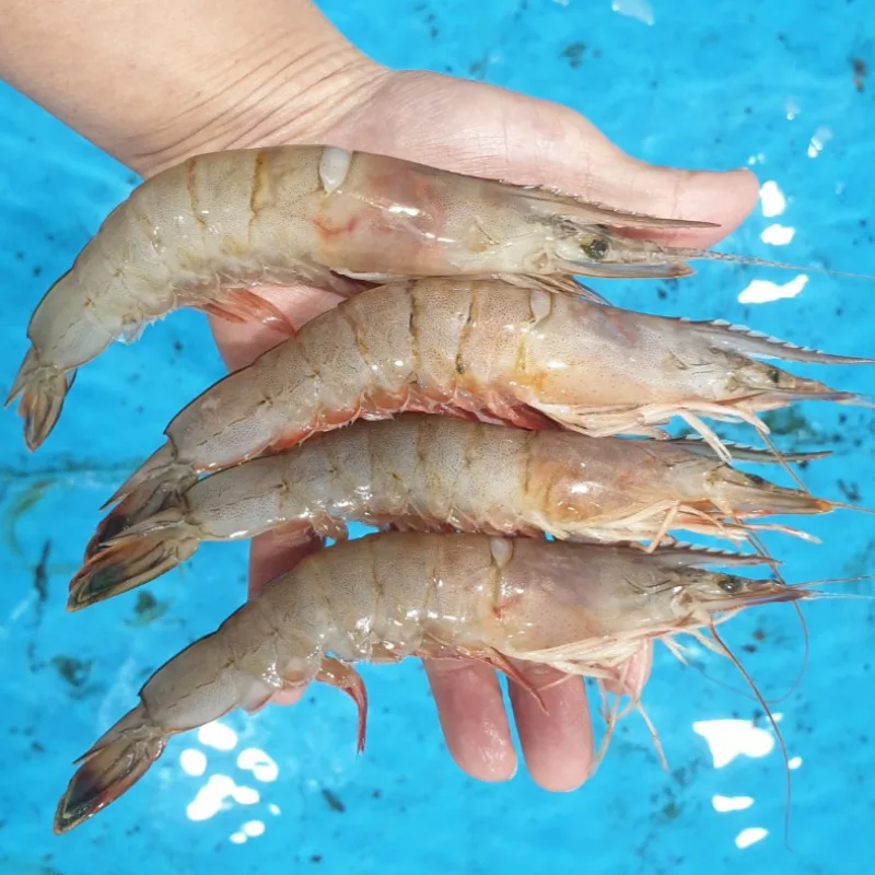 [푸디앤] 태안 자연산 급냉 대하 왕새우 1kg