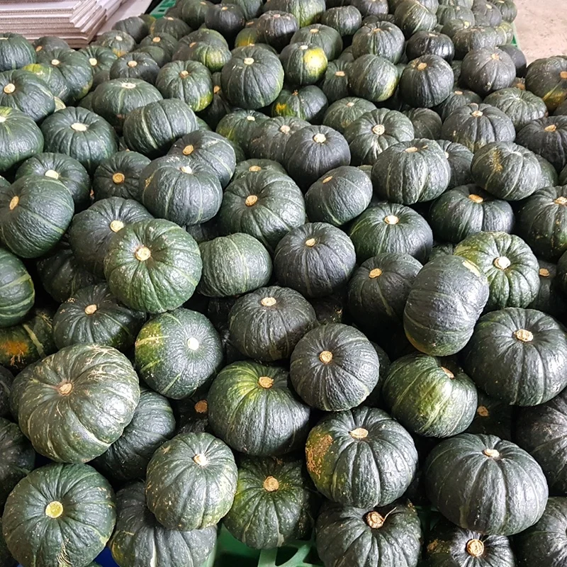 제주 미니 단호박 (못난이혼합) 2kg 부터 맛난이 진한 단맛 가득 포슬포슬한 식감 밤호박 보우짱 제철 건강 간식