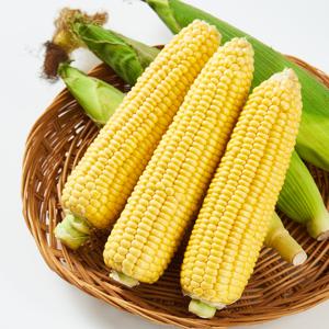 산지직송 달콤한 해남 초당옥수수 10송이/20송이