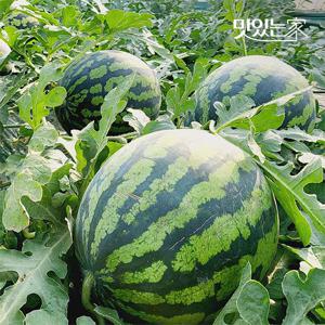 비파괴 당도측정 수박 (4kg이상) 外 중량별