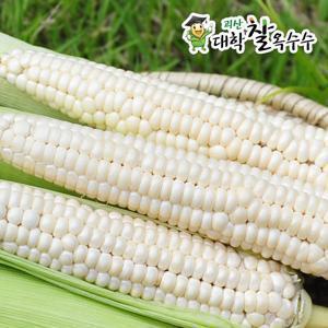 [7원15일부터 출하][괴산팜] 괴산 대학찰옥수수 30개(17cm 이상)