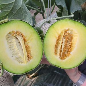 부드럽게 녹아드는 고급 멜론의 맛, 머스크메론 2개입 (3.2~3.6kg)
