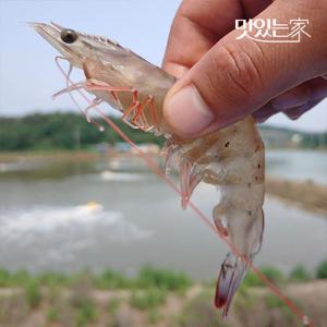 25년 제철 활 새우 1kg(40미내외/흰다리새우) 外 중량별