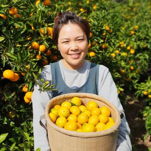 [제주 산지직송] 새콤달콤한 제주 하우스감귤 ! 산지직송으로 더욱 신선하게 !