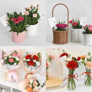 (예약배송) 8960원~ 카네이션 생화 화분 꽃다발 모음전 어버이날 스승의날 선물