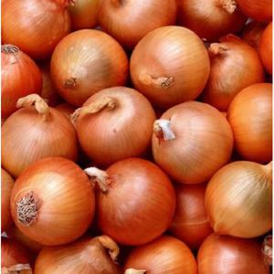 국내산 양파 중 10kg (개당 100g~150g)