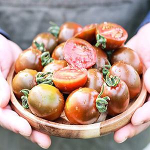 당일수확 흑 대추 방울토마토 1kg